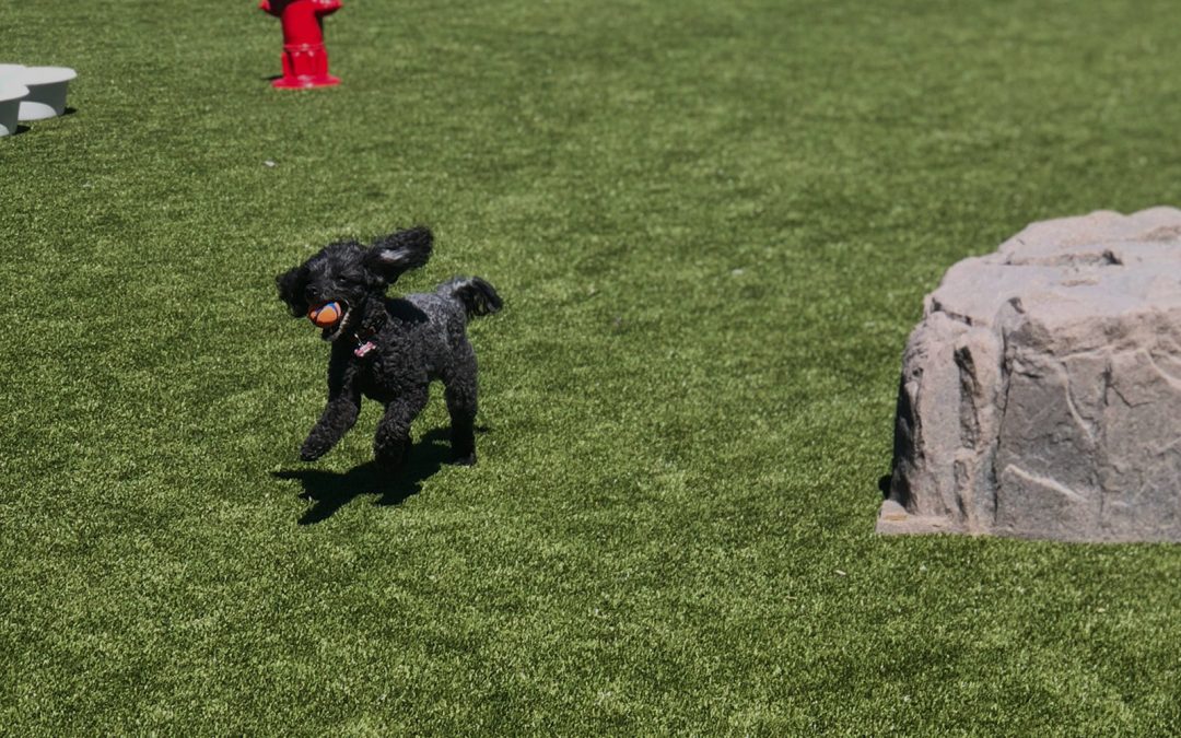 Unlocking the Joy of Day Stays: A World of Fun and Care for Your Dog