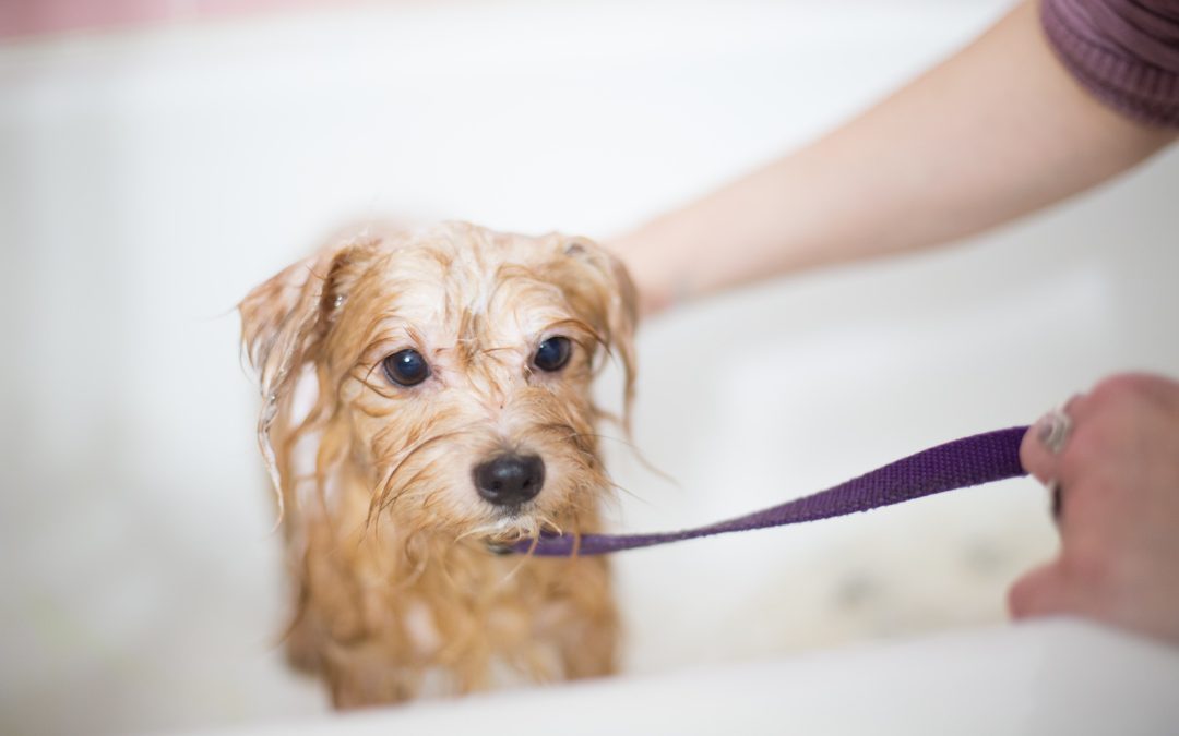 Shining the Spotlight on Shorthaired Dogs: The Essentials of Regular Grooming