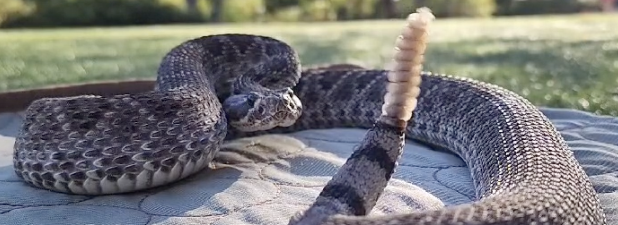 Get Rattled – Bend Unleashed